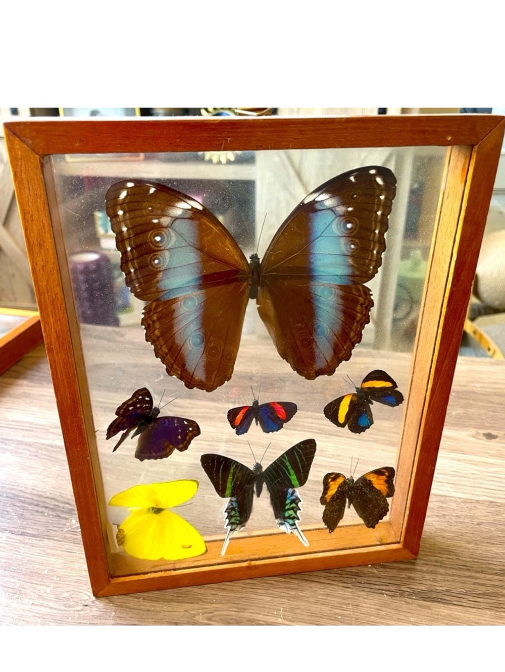 Vintage Framed Butterfly Specimen Display